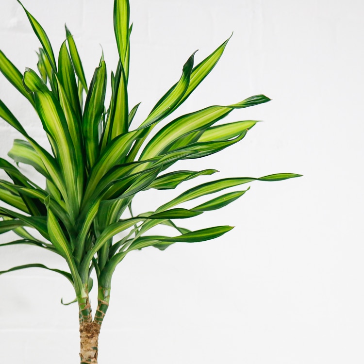 dracaena fragrans riki