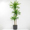 dracaena fragrans riki
