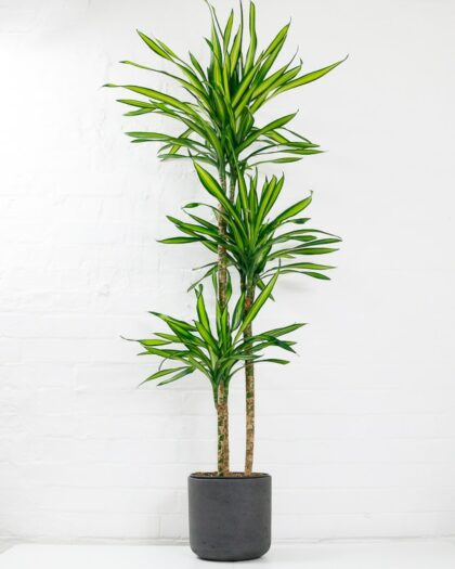 dracaena fragrans riki