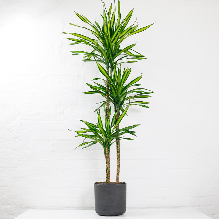 dracaena fragrans riki
