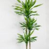 dracaena fragrans riki