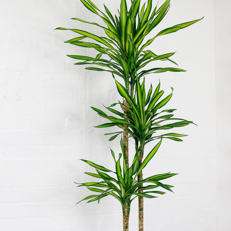 dracaena fragrans riki