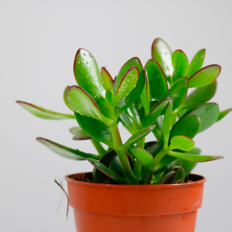 jade money plant crassula ovata