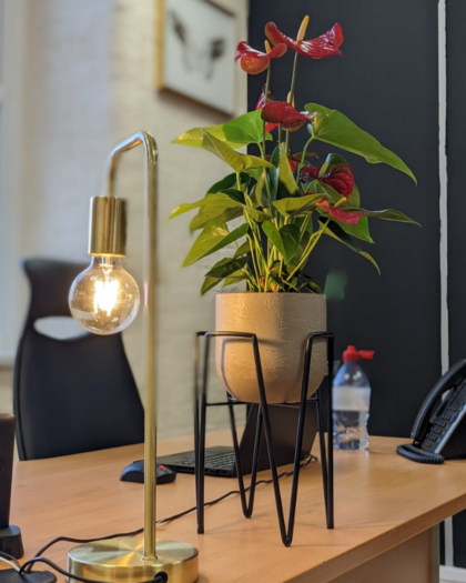 Anthurium Pot and Stand