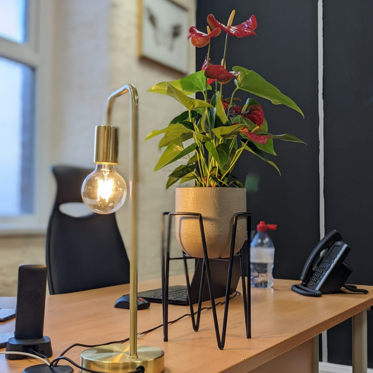 Anthurium Pot and Stand