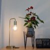 Anthurium 2