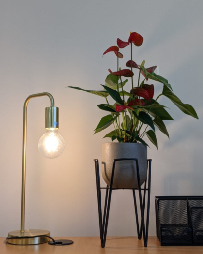 Anthurium 2