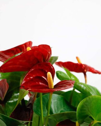 anthurium red houseplant indoor uk buy online