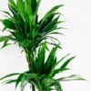 dracaena fragrans janet craig-2 dracaena fragrans janet craig