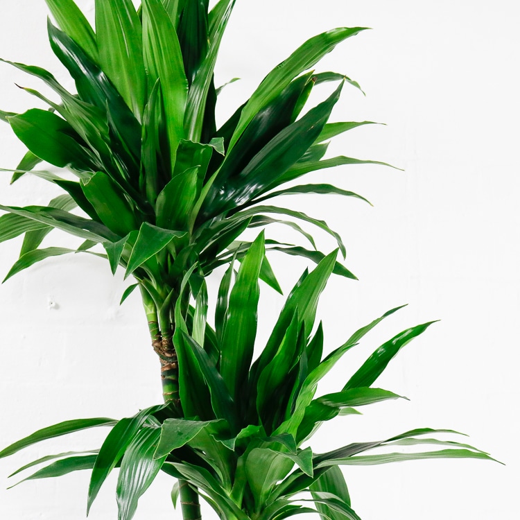 dracaena fragrans janet craig-2 dracaena fragrans janet craig