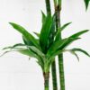 dracaena fragrans janet craig-3 dracaena fragrans janet craig