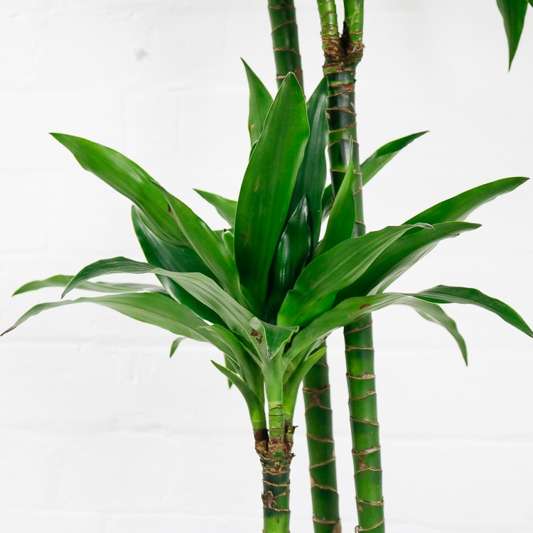 dracaena fragrans janet craig-3 dracaena fragrans janet craig
