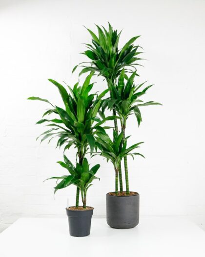 dracaena fragrans janet craig