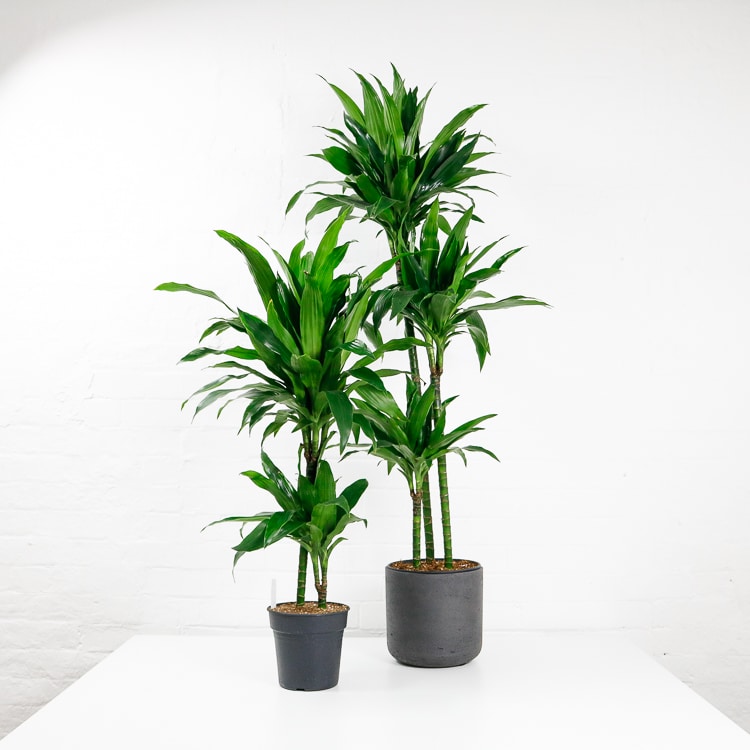 dracaena fragrans janet craig