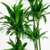 dracaena fragrans janet craig-5 dracaena fragrans janet craig