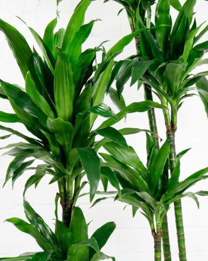 dracaena fragrans janet craig