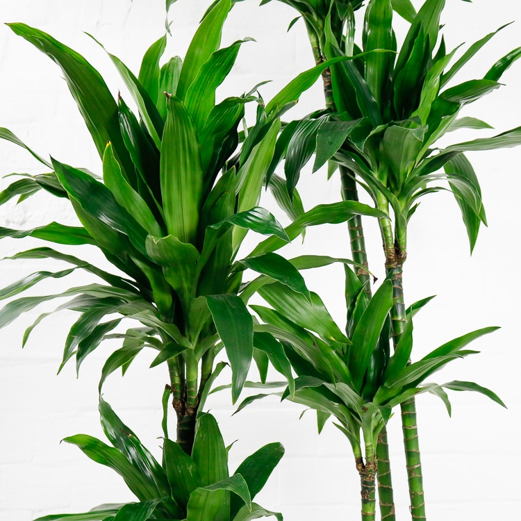 dracaena fragrans janet craig-5 dracaena fragrans janet craig