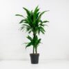dracaena fragrans janet craig-6 dracaena fragrans janet craig