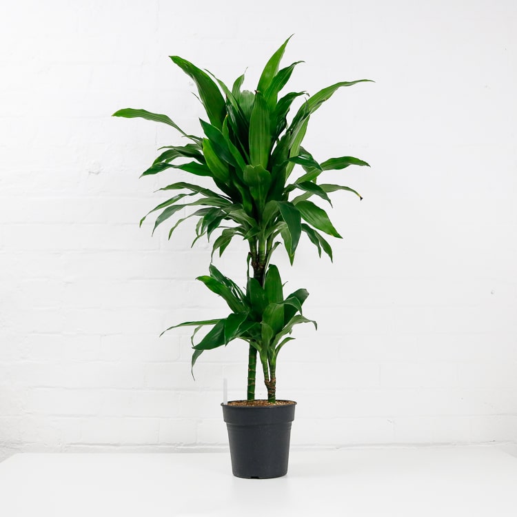 dracaena fragrans janet craig-6 dracaena fragrans janet craig