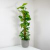 large devils ivy on moss pole pothos-2 large devils ivy on moss pole golden pothos