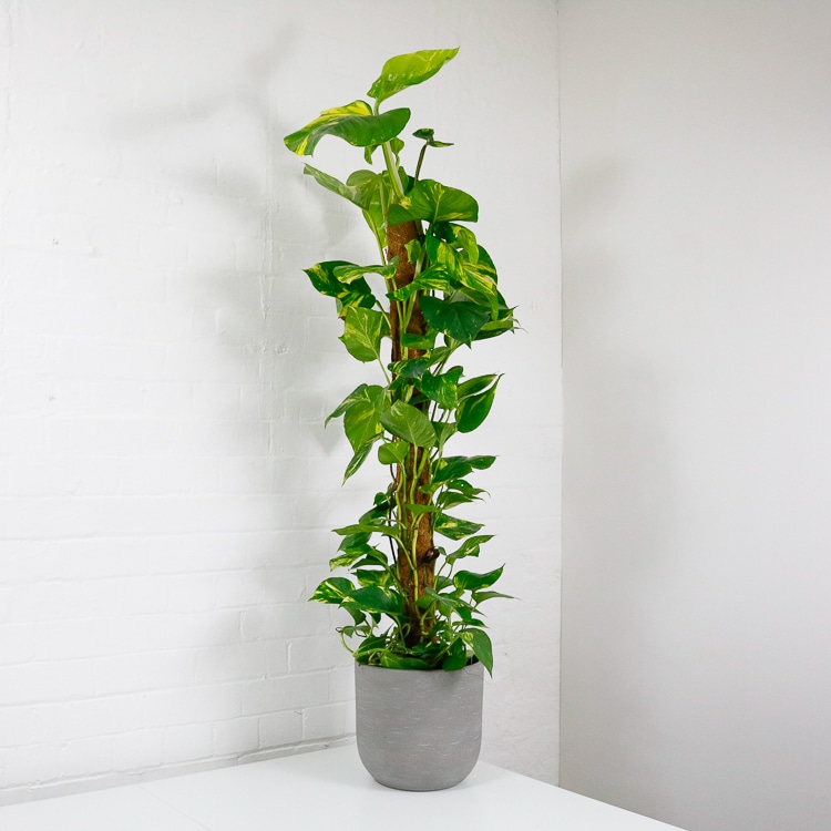 large devils ivy on moss pole pothos-2 large devils ivy on moss pole golden pothos