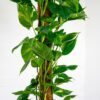 large devils ivy on moss pole pothos-3 large devils ivy on moss pole golden pothos