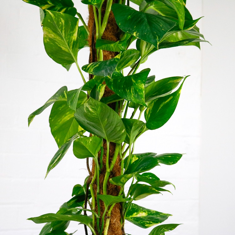 large devils ivy on moss pole pothos-3 large devils ivy on moss pole golden pothos
