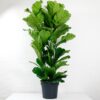 large fiddle leaf fig ficus lyrata uk delivery 150cm buy online large fiddle leaf fig ficus lyrata