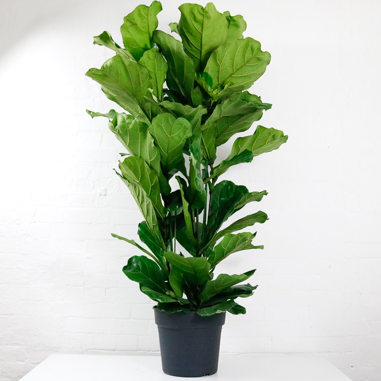 large fiddle leaf fig ficus lyrata uk delivery 150cm buy online large fiddle leaf fig ficus lyrata