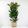 large rubber plant ficus elastica-1 large rubber plant ficus elastica