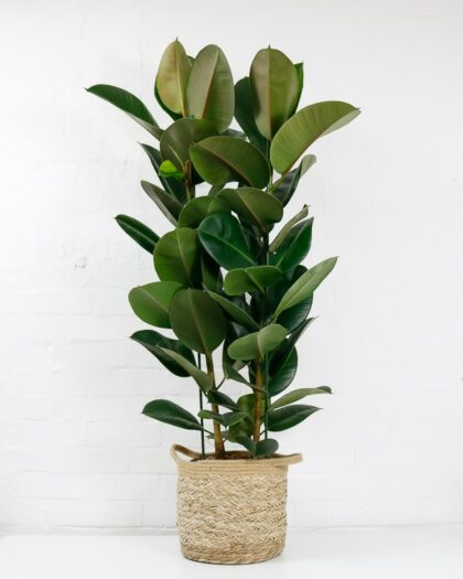 large rubber plant ficus elastica