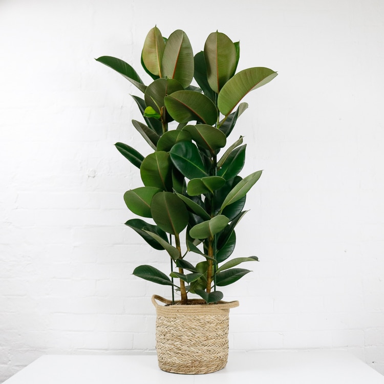 large rubber plant ficus elastica-1 large rubber plant ficus elastica