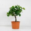 lemon tree citron-1
