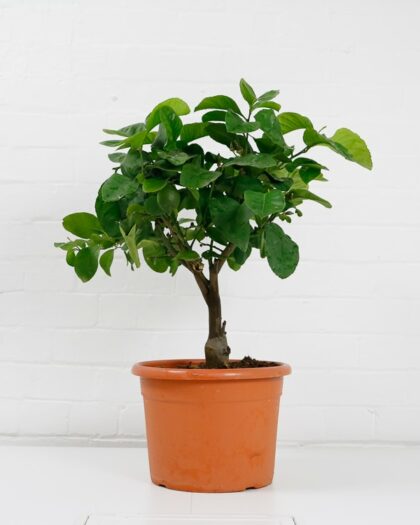 lemon tree citron-1