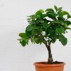 lemon tree citron-3