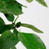 lemon tree citron-4