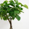 lemon tree