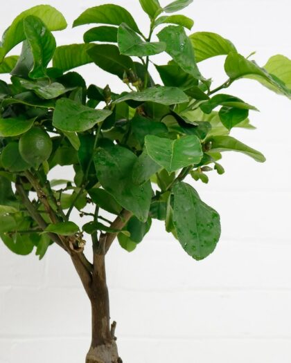 lemon tree