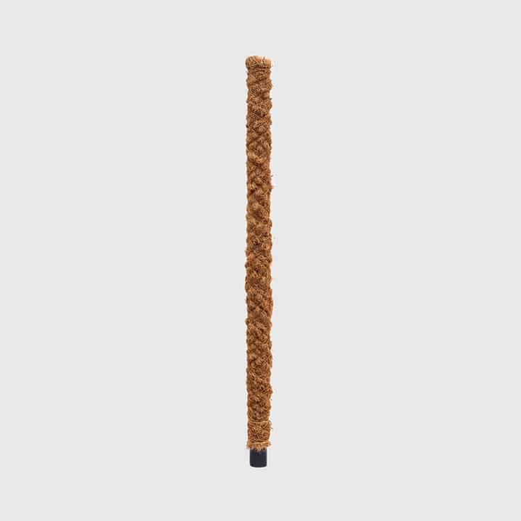 120cm moss pole plants