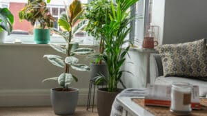 large house plants delivered uk
