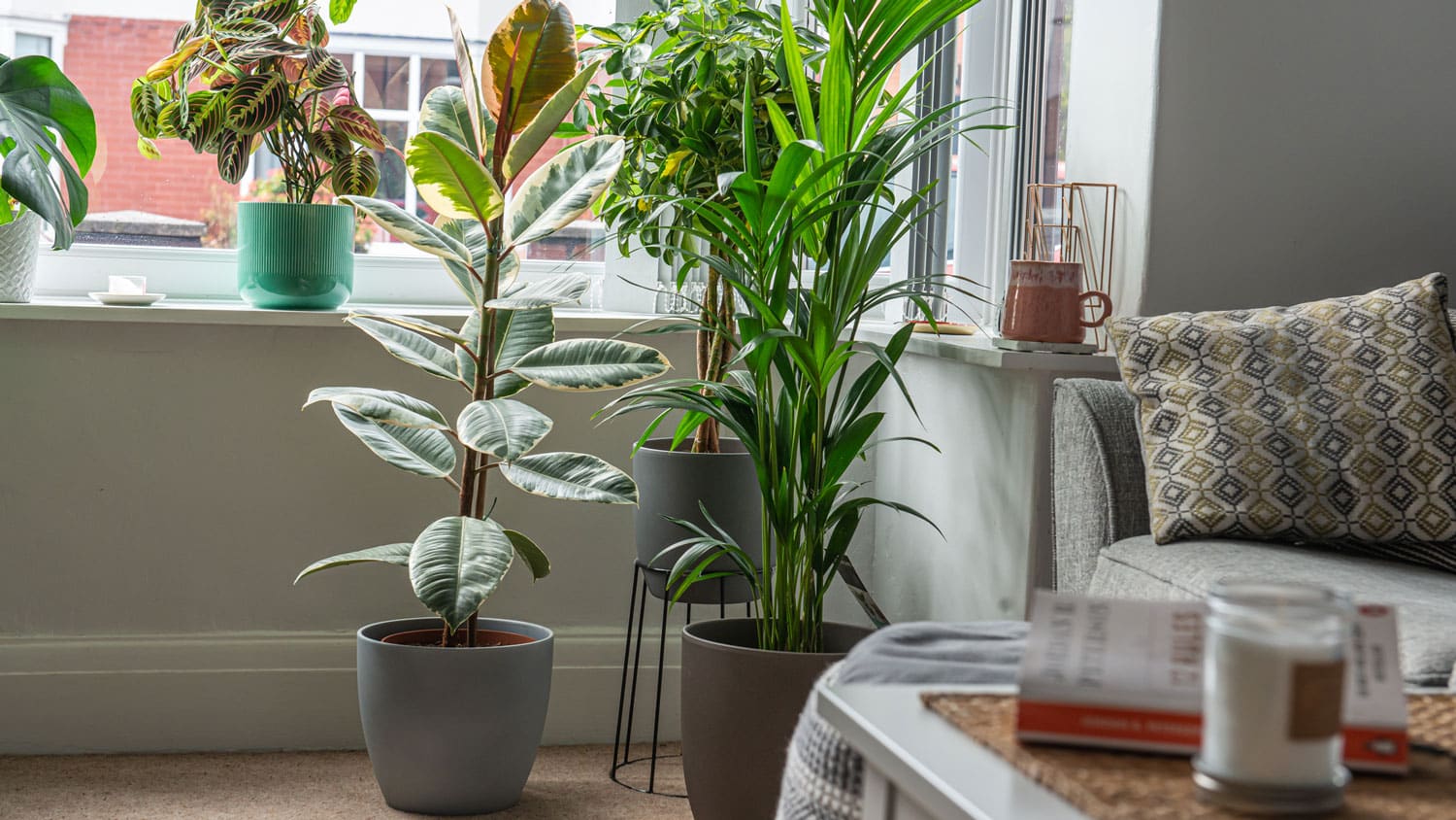 large house plants delivered uk