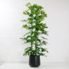 umbrella plant schefflera aboricola umbrella plant schefflera aboricola