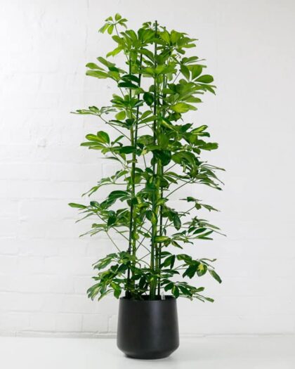 umbrella plant schefflera aboricola