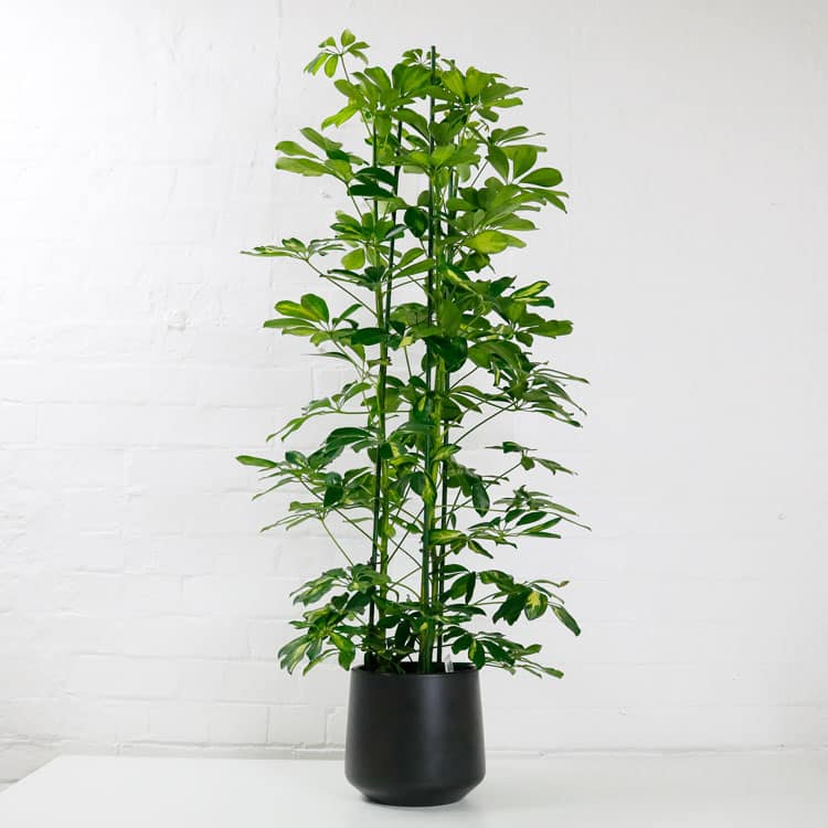 umbrella plant schefflera aboricola umbrella plant schefflera aboricola