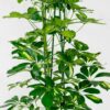 umbrella-plant-schefflera-aboricola-3 umbrella plant schefflera aboricola