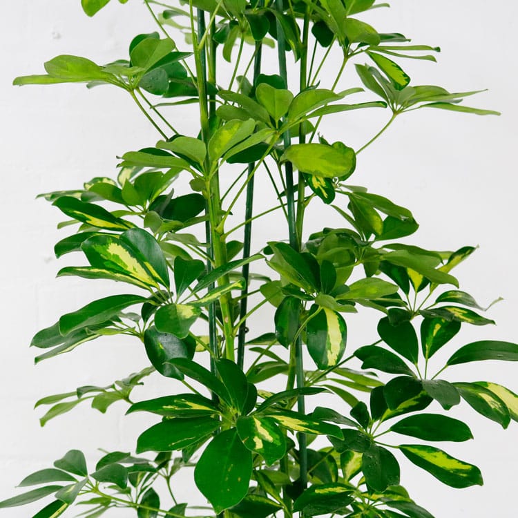 umbrella-plant-schefflera-aboricola-3 umbrella plant schefflera aboricola