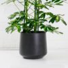 umbrella-plant-schefflera-aboricola-6 umbrella plant schefflera aboricola