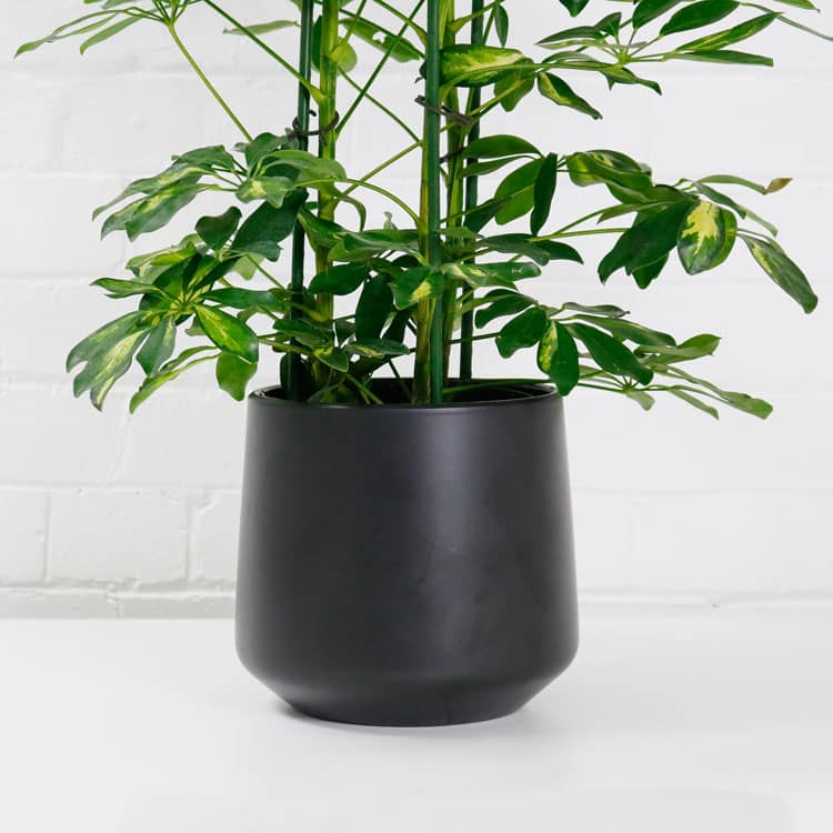 umbrella-plant-schefflera-aboricola-6 umbrella plant schefflera aboricola