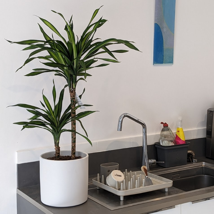 Dracaena Riki Riki & Pot