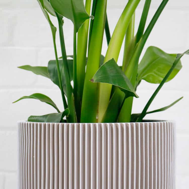 bird of paradise pot